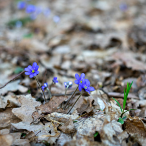春へのグラデーション