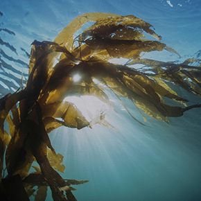 気分はジャイアントケルプ