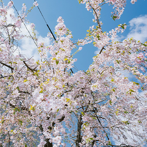 お花日和、考えないふりをする