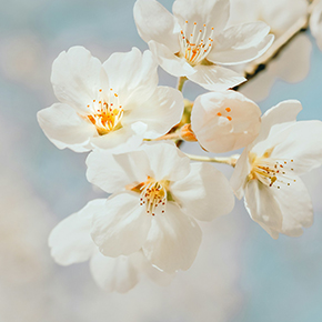 桜の季節が終わって、不意に訪れる空虚さ