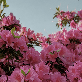 移りゆくものとツツジの訪れ